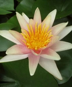 Roots Plants Fragrant Water Lily 'Sioux' | Nymphaea | 3L Pot