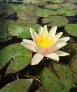 Roots Plants Fragrant Water Lily 'Sioux' | Nymphaea | 3L Pot