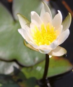 Roots Plants Dwarf Water Lily 'Snow Princess' | Nymphaea | 2L Pot