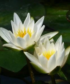 Roots Plants Shop 24 Roots Plants Dwarf Water Lily 'Snow Princess' | Nymphaea | 2L Pot