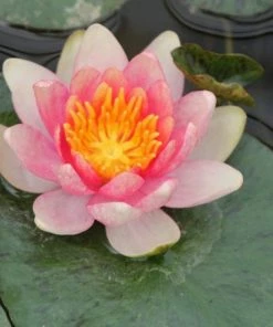 Roots Plants Shop 26 Roots Plants Dwarf Water Lily 'Solfatare' | Nymphaea | 3L Pot