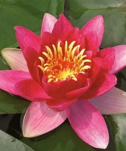 Roots Plants Water Lily 'Vesuve' | Nymphaea | 3L Pot