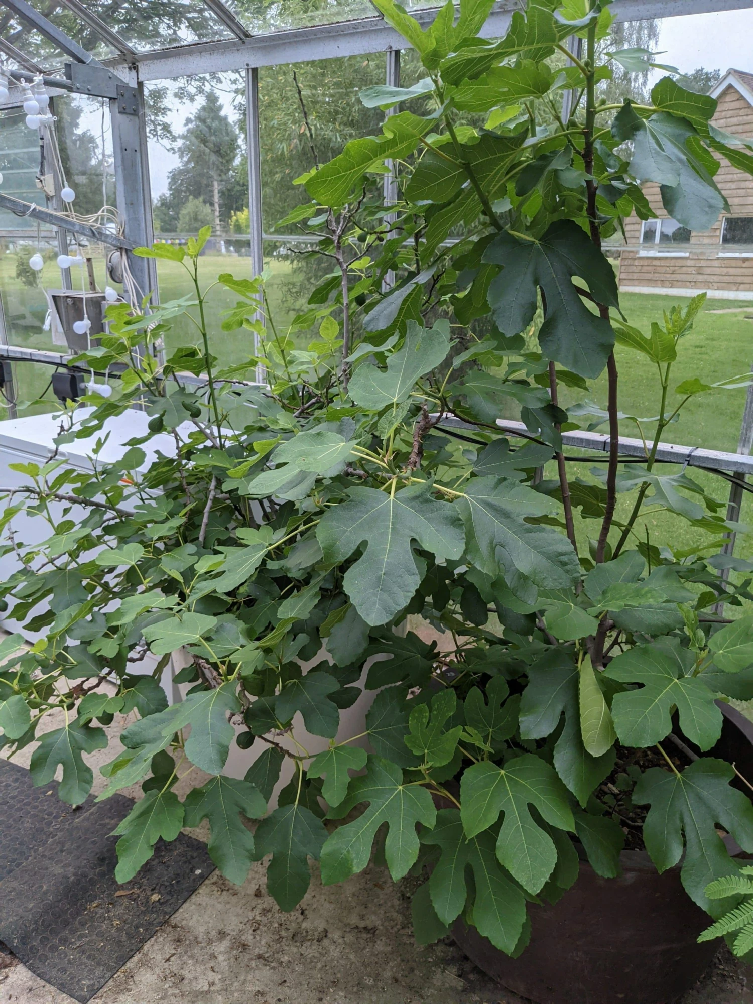 Roots Plants Brown Turkey Fig Tree Fruits 7 Roots Plants Brown Turkey Fig Tree Fruits