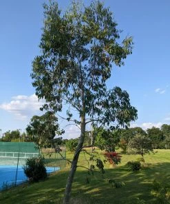 Roots Plants Snow Gum Tree | Eucalyptus Pauciflora 'Niphophila' Trees & Shrubs 17 Roots Plants Snow Gum Tree | Eucalyptus Pauciflora 'Niphophila' Trees & Shrubs