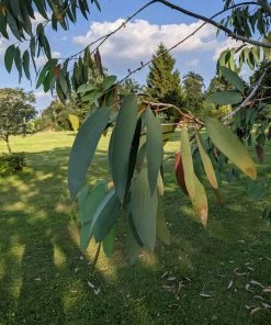 Roots Plants Snow Gum Tree | Eucalyptus Pauciflora 'Niphophila' Trees & Shrubs 16 Roots Plants Snow Gum Tree | Eucalyptus Pauciflora 'Niphophila' Trees & Shrubs