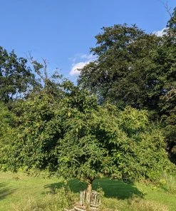 Roots Plants Fruits Nottingham Medlar Tree