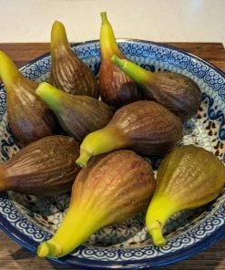 Roots Plants Brown Turkey Fig Tree Fruits 10 Roots Plants Brown Turkey Fig Tree Fruits