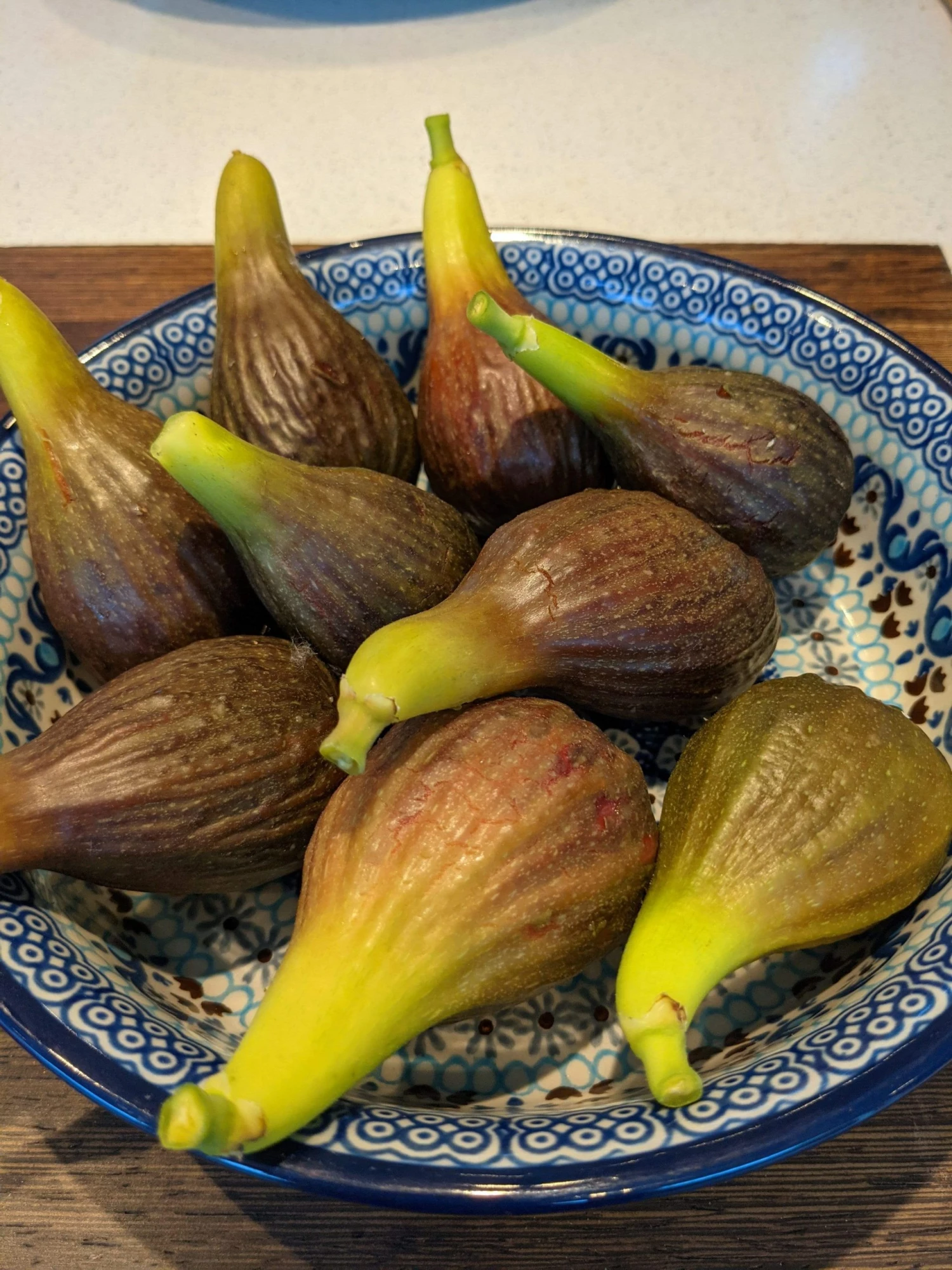 Roots Plants Brown Turkey Fig Tree Fruits 5 Roots Plants Brown Turkey Fig Tree Fruits