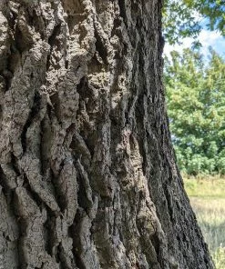 Roots Plants English Oak Tree | Quercus Robur Trees & Shrubs