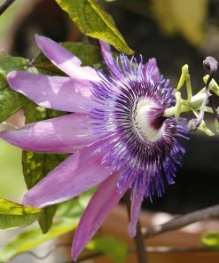 Roots Plants Other Climbing Plants Passiflora Amethyst Lavender Lady 3L