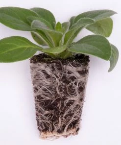 Roots Plants Lobelia Waterfall 'Lavender' Jumbo Plug Plants All Annual Bedding 11 Roots Plants Lobelia Waterfall 'Lavender' Jumbo Plug Plants All Annual Bedding