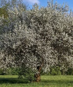 Roots Plants Opal Plum Tree Fruits