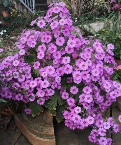 Roots Plants Primula 'Ooh La La Pastel Pink' 3L Pot