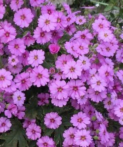 Roots Plants Primula 'Ooh La La Pastel Pink' 3L Pot