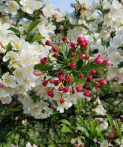 Roots Plants Trees & Shrubs Professor Sprenger' Crabapple Tree