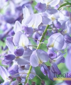 Roots Plants Wisteria Sinensis 'Prolific' | On A 90cm Cane In A 3L Pot
