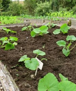 Roots Plants 3 Organic 'Uchiki Kuri' Winter Squash Plants Root Vegetables 12 Roots Plants 3 Organic 'Uchiki Kuri' Winter Squash Plants Root Vegetables