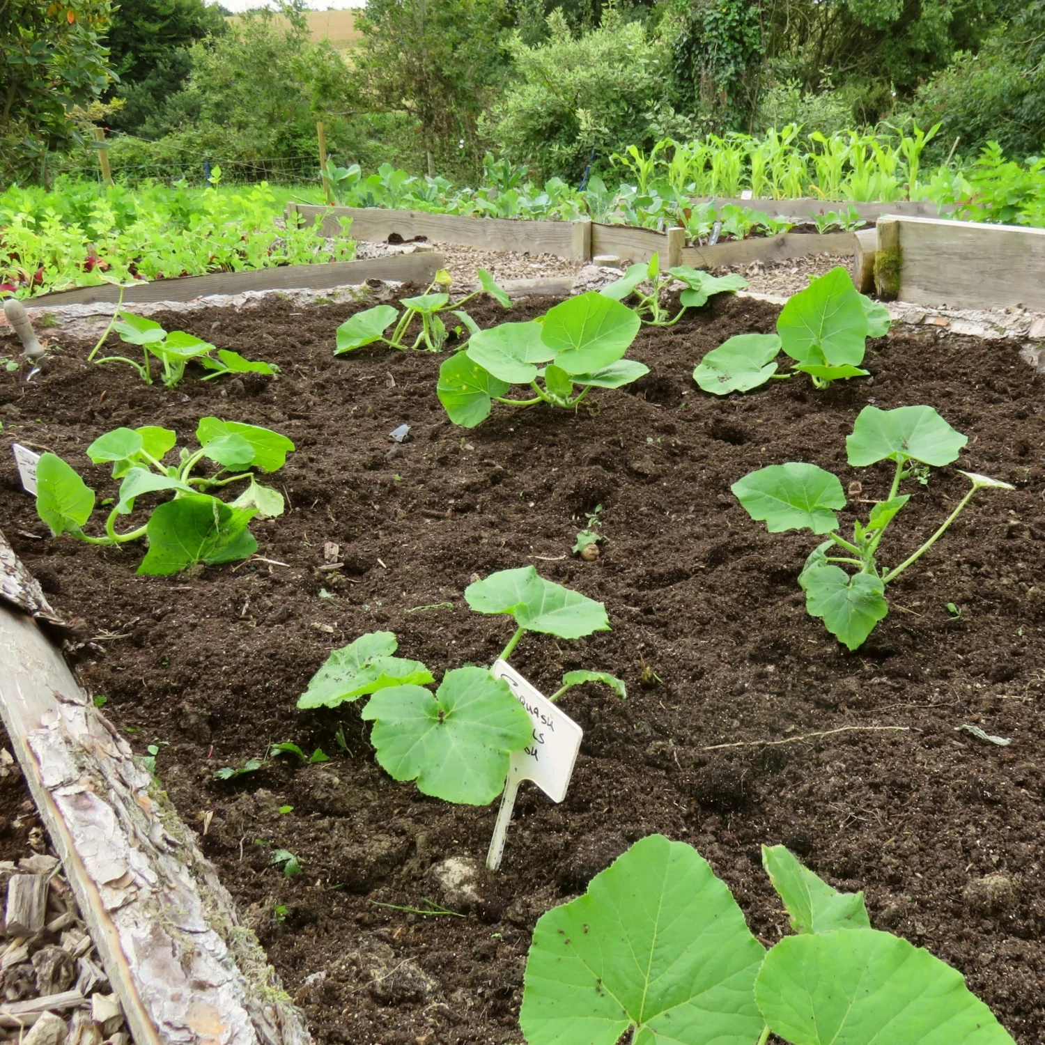Roots Plants 3 Organic 'Uchiki Kuri' Winter Squash Plants Root Vegetables 6 Roots Plants 3 Organic 'Uchiki Kuri' Winter Squash Plants Root Vegetables