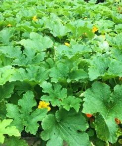 Roots Plants All Vegetable Plants 3 Organic 'Hundredweight' Pumpkin Plants