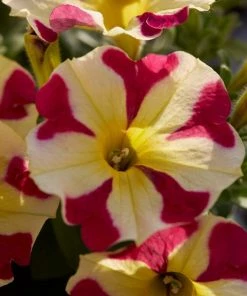 Roots Plants Petunias 20cm Petunia 'Queen Of Hearts' | 1L Pot