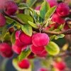 Roots Plants Trees & Shrubs Red Sentinel' Crabapple Tree 2 Roots Plants Trees & Shrubs Red Sentinel' Crabapple Tree