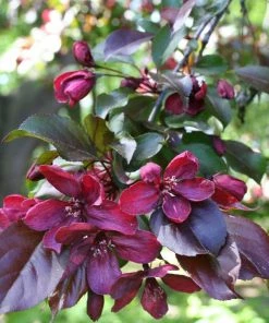 Roots Plants Royalty Crabapple Tree Fruits