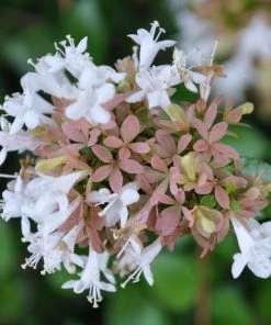 Roots Plants Shop 30 Roots Plants Abelia Grandiflora