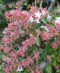Roots Plants Abelia Grandiflora