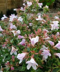 Roots Plants Shop 32 Roots Plants Abelia Sunshine Daydream