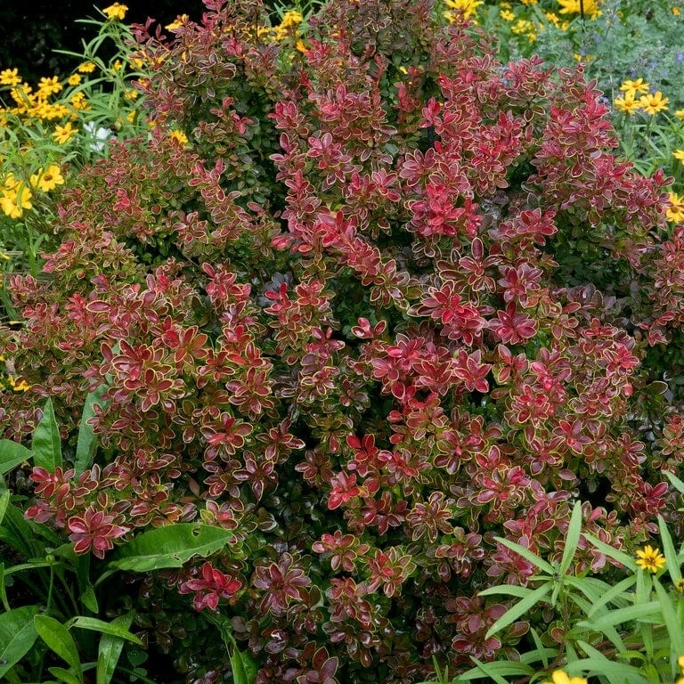 Roots Plants All Shrubs Berberis 'Admiration' | Japanese Barberry 5 Roots Plants All Shrubs Berberis 'Admiration' | Japanese Barberry
