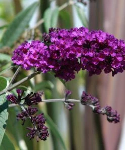 Roots Plants Buddleja Davidii Black Knight | Butterfly Bush All Shrubs