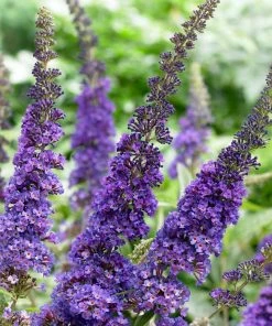 Roots Plants Buddleja Davidii Empire Blue | Butterfly Bush All Shrubs