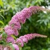 Roots Plants Buddleja Davidii Pink Delight | Butterfly Bush All Shrubs 2 Roots Plants Buddleja Davidii Pink Delight | Butterfly Bush All Shrubs