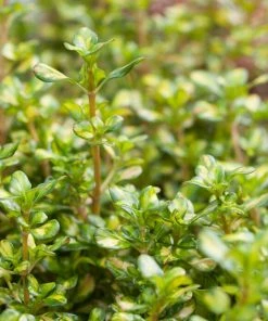 Roots Plants Coprosma Lemon And Lime