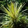 Roots Plants Cordyline Torbay Dazzler | New Zealand Palm