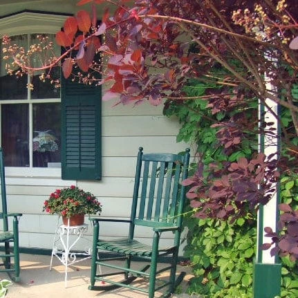 Roots Plants All Shrubs Cotinus Royal Purple | Smoke Tree 6 Roots Plants All Shrubs Cotinus Royal Purple | Smoke Tree