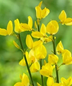 Roots Plants Cytisus Allgold