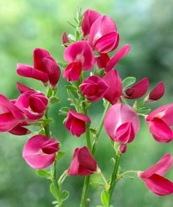 Roots Plants All Shrubs Cytisus Boskoop Ruby