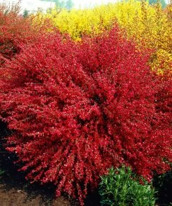 Roots Plants All Shrubs Cytisus Boskoop Ruby
