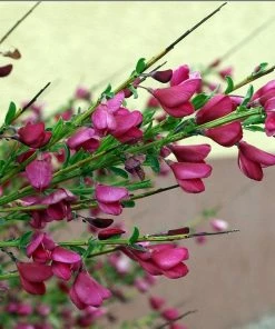 Roots Plants All Shrubs Cytisus Boskoop Ruby