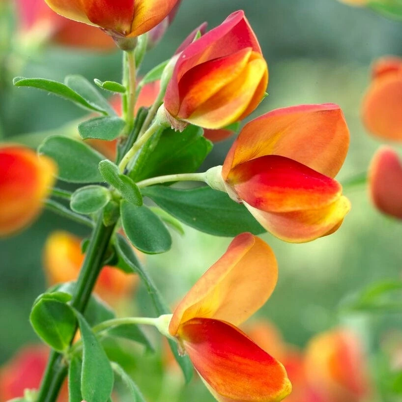 Roots Plants All Shrubs Cytisus Lena 3 Roots Plants All Shrubs Cytisus Lena