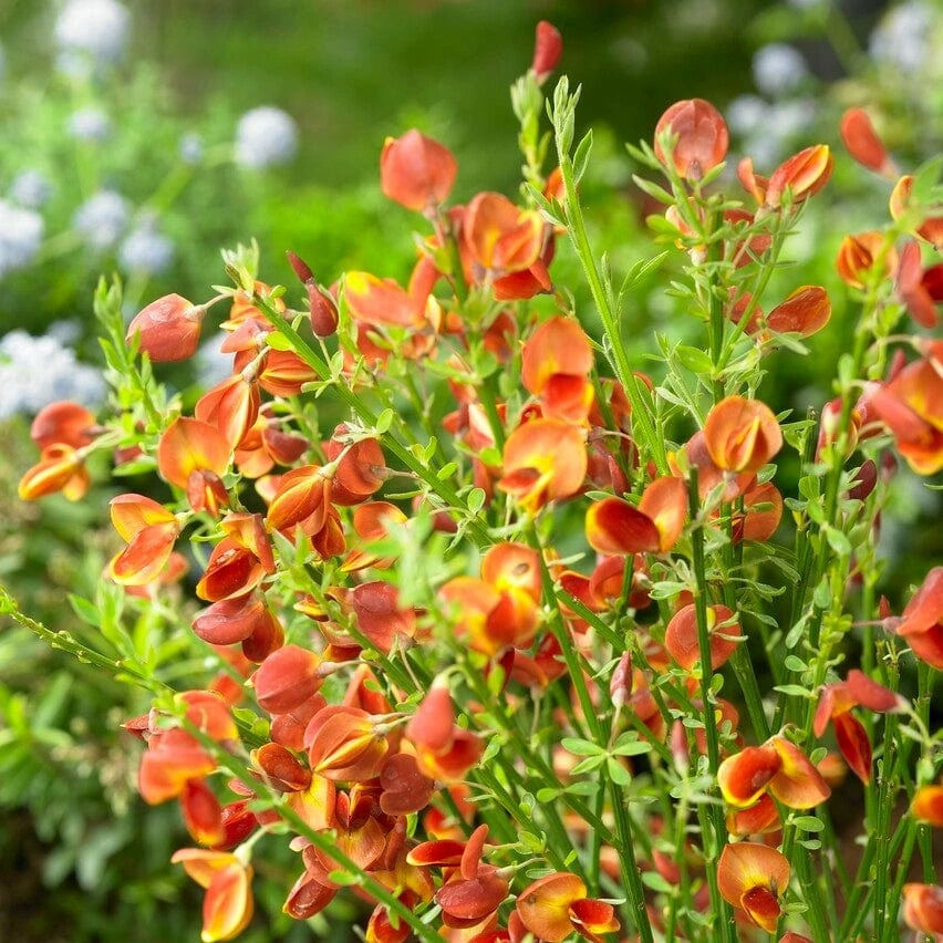 Roots Plants All Shrubs Cytisus Lena 4 Roots Plants All Shrubs Cytisus Lena