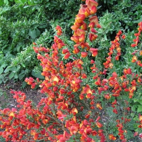 Roots Plants All Shrubs Cytisus Lena 5 Roots Plants All Shrubs Cytisus Lena