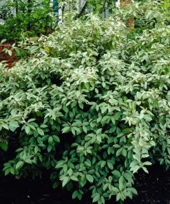 Roots Plants Oleaster Compacta | Elaeagnus Ebbingei Compacta