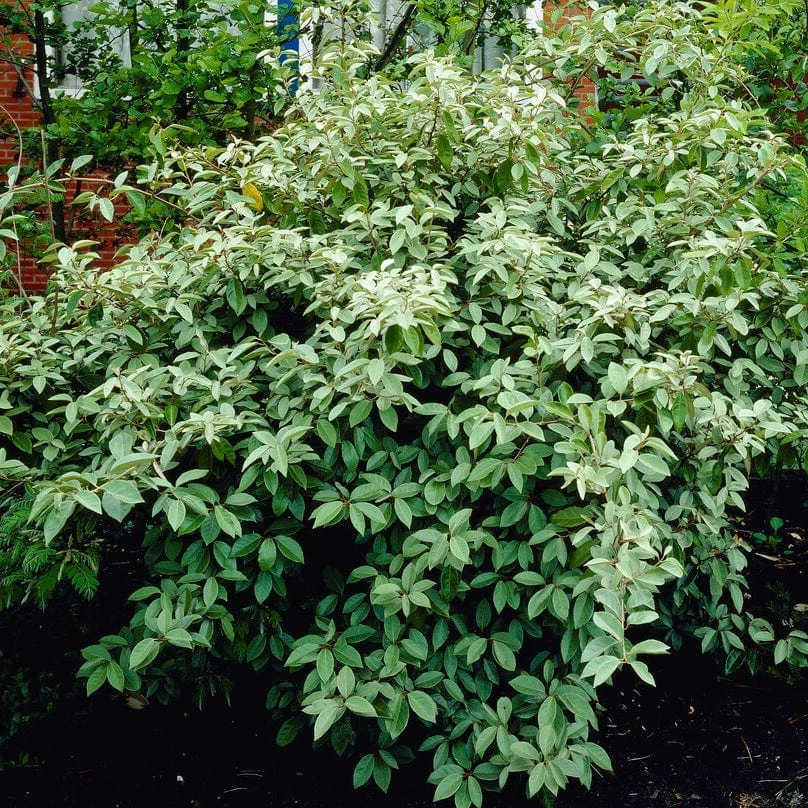 Roots Plants Oleaster Compacta | Elaeagnus Ebbingei Compacta 4 Roots Plants Oleaster Compacta | Elaeagnus Ebbingei Compacta