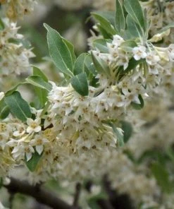 Roots Plants Oleaster Compacta | Elaeagnus Ebbingei Compacta 8 Roots Plants Oleaster Compacta | Elaeagnus Ebbingei Compacta