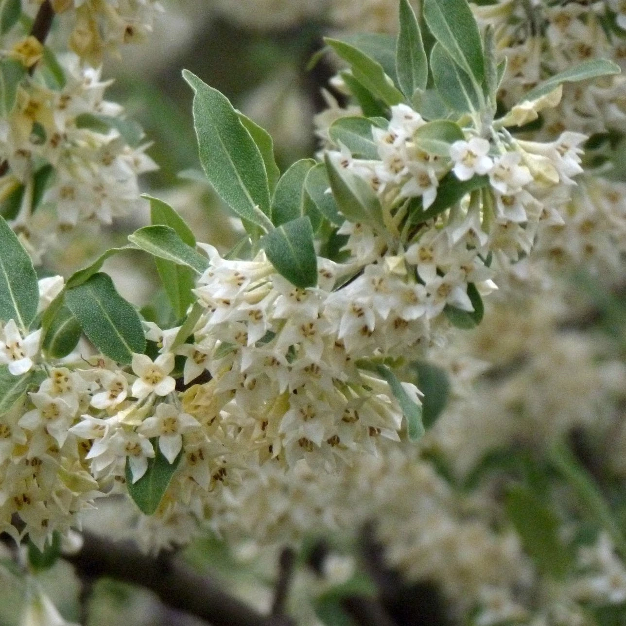 Roots Plants Oleaster Compacta | Elaeagnus Ebbingei Compacta 5 Roots Plants Oleaster Compacta | Elaeagnus Ebbingei Compacta