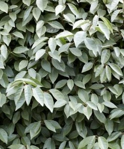 Roots Plants Oleaster Compacta | Elaeagnus Ebbingei Compacta 9 Roots Plants Oleaster Compacta | Elaeagnus Ebbingei Compacta