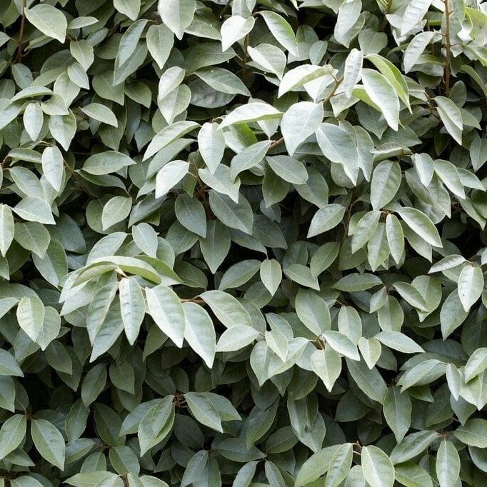 Roots Plants Oleaster Compacta | Elaeagnus Ebbingei Compacta 6 Roots Plants Oleaster Compacta | Elaeagnus Ebbingei Compacta