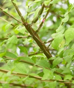 Roots Plants Euonymus Alatus Blade Runner 9 Roots Plants Euonymus Alatus Blade Runner